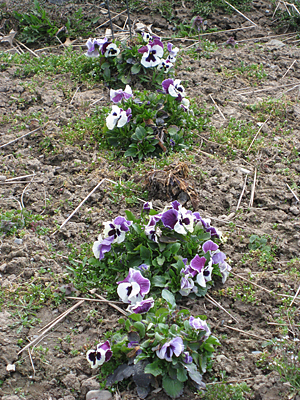 pansy unmulched